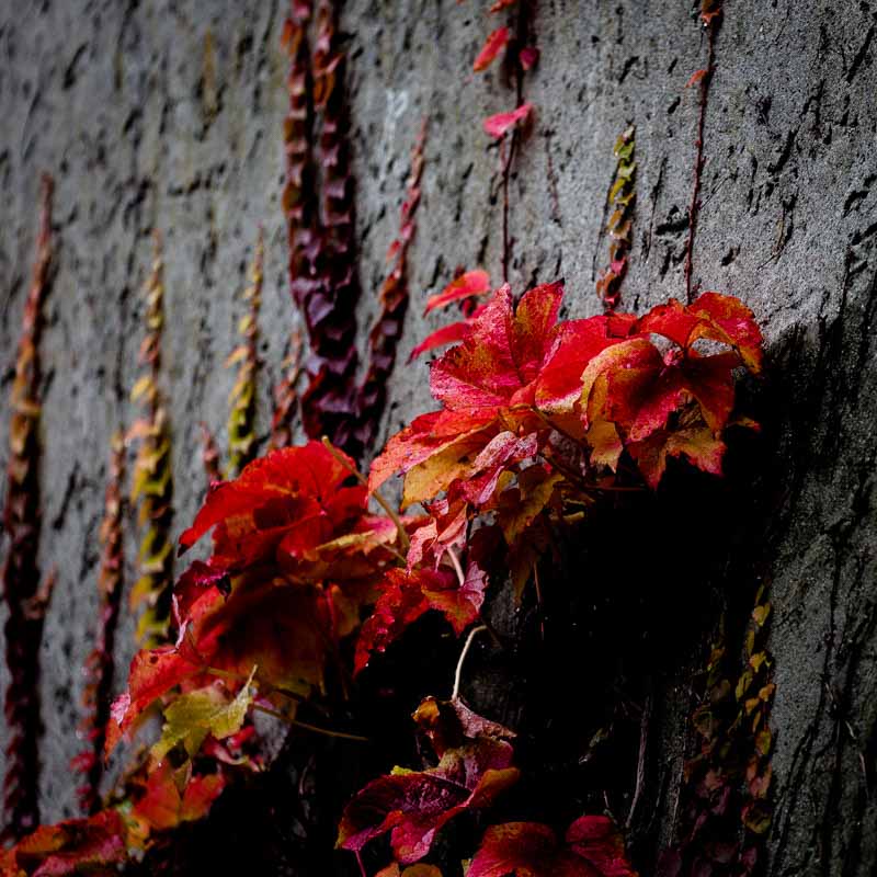 &Aring; klore seg fast | Veggbilder | Fotokunst til salgs | Kunstfoto | Kunst | Foto | Bilde