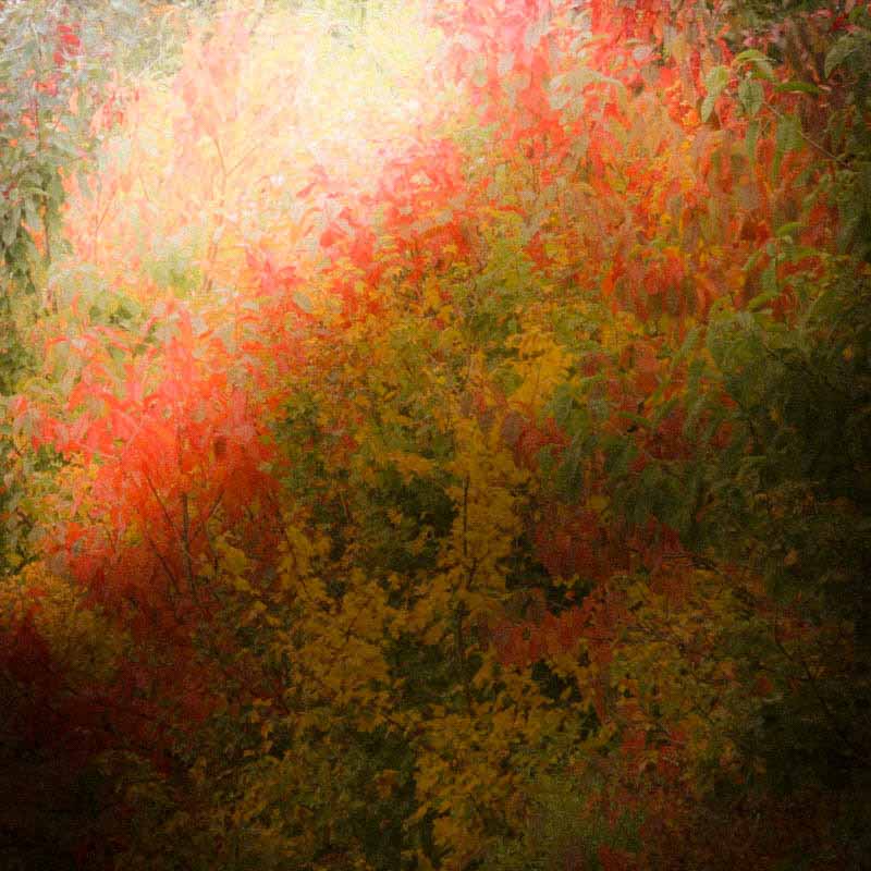 H&oslash;stfarger fra Danmark | Veggbilder | Fotokunst til salgs | Kunstfoto | Kunst | Foto | Bilde